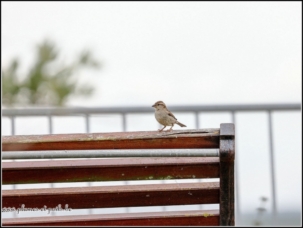 Moineau domestique